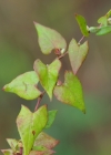 Einzelbild 5 Gemeiner Windenknöterich - Fallopia convolvulus