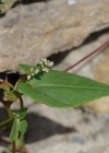 Einzelbild 6 Gemeiner Windenknöterich - Fallopia convolvulus