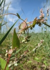 Einzelbild 7 Gemeiner Windenknöterich - Fallopia convolvulus