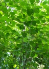 Einzelbild 3 Japanischer Staudenknöterich - Reynoutria japonica