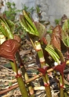 Einzelbild 4 Japanischer Staudenknöterich - Reynoutria japonica