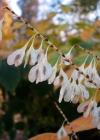 Einzelbild 7 Japanischer Staudenknöterich - Reynoutria japonica