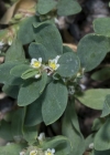 Einzelbild 6 Vogel-Knöterich - Polygonum aviculare aggr.