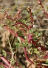 Einzelbild 7 Vogel-Knöterich - Polygonum aviculare aggr.