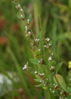 Einzelbild 8 Vogel-Knöterich - Polygonum aviculare aggr.