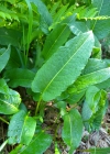 Einzelbild 7 Schlangen-Knöterich - Polygonum bistorta