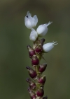 Einzelbild 5 Knöllchen-Knöterich - Polygonum viviparum