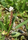 Einzelbild 7 Knöllchen-Knöterich - Polygonum viviparum