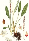 Einzelbild 8 Knöllchen-Knöterich - Polygonum viviparum