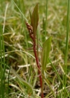 Einzelbild 5 Kleiner Sauerampfer - Rumex acetosella