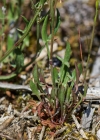 Einzelbild 7 Kleiner Sauerampfer - Rumex acetosella