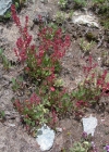 Einzelbild 5 Schnee-Ampfer - Rumex nivalis