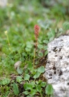 Einzelbild 6 Schnee-Ampfer - Rumex nivalis