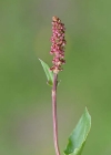 Einzelbild 8 Schnee-Ampfer - Rumex nivalis