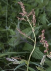 Einzelbild 5 Wiesen-Sauerampfer - Rumex acetosa