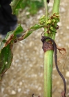 Einzelbild 8 Wiesen-Sauerampfer - Rumex acetosa
