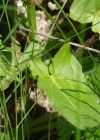 Einzelbild 6 Berg-Sauerampfer - Rumex alpestris