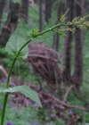 Einzelbild 7 Berg-Sauerampfer - Rumex alpestris