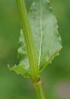 Einzelbild 8 Berg-Sauerampfer - Rumex alpestris