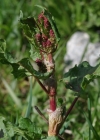 Einzelbild 6 Alpen-Ampfer - Rumex alpinus