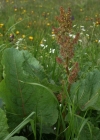 Einzelbild 7 Alpen-Ampfer - Rumex alpinus
