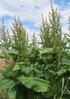 Einzelbild 5 Stumpfblättriger Ampfer - Rumex obtusifolius