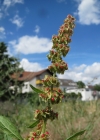 Einzelbild 6 Stumpfblättriger Ampfer - Rumex obtusifolius