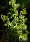 Einzelbild 7 Stumpfblättriger Ampfer - Rumex obtusifolius