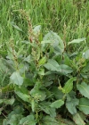 Einzelbild 8 Stumpfblättriger Ampfer - Rumex obtusifolius