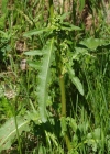Einzelbild 5 Krauser Ampfer - Rumex crispus