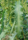 Einzelbild 6 Krauser Ampfer - Rumex crispus