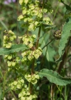 Einzelbild 8 Krauser Ampfer - Rumex crispus