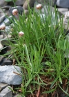 Einzelbild 5 Alpen-Grasnelke - Armeria alpina subsp. alpina