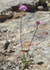 Einzelbild 6 Alpen-Grasnelke - Armeria alpina subsp. alpina