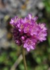 Einzelbild 8 Alpen-Grasnelke - Armeria alpina subsp. alpina