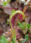 Einzelbild 6 Langblättriger Sonnentau - Drosera anglica