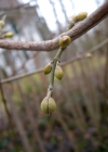 Einzelbild 4 Kornelkirsche - Cornus mas