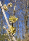 Einzelbild 5 Kornelkirsche - Cornus mas