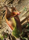 Einzelbild 7 Krugpflanze - Sarracenia purpurea