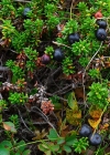 Einzelbild 4 Zwittrige Krähenbeere - Empetrum nigrum subsp. hermaphroditum