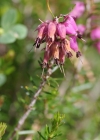 Einzelbild 5 Schneeheide - Erica carnea