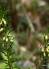 Einzelbild 6 Schneeheide - Erica carnea
