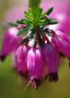 Einzelbild 7 Schneeheide - Erica carnea