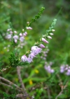 Einzelbild 4 Besenheide - Calluna vulgaris