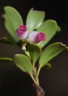 Einzelbild 5 Immergrüne Bärentraube - Arctostaphylos uva-ursi