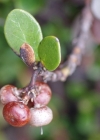 Einzelbild 6 Immergrüne Bärentraube - Arctostaphylos uva-ursi