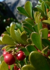 Einzelbild 7 Immergrüne Bärentraube - Arctostaphylos uva-ursi