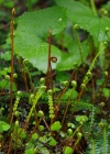 Einzelbild 8 Rippenfarn - Blechnum spicant