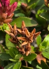 Einzelbild 4 Bewimperte Alpenrose - Rhododendron hirsutum
