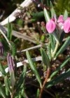 Einzelbild 6 Rosmarinheide - Andromeda polifolia
